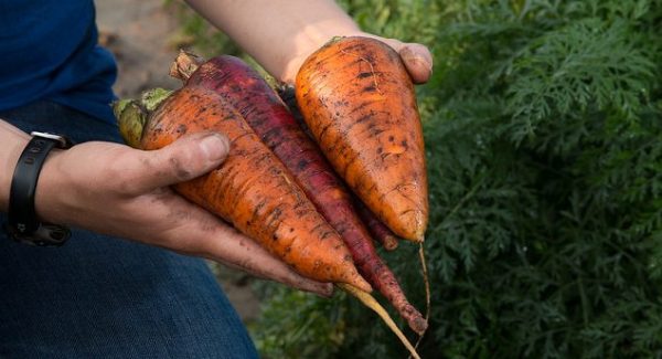 carrots in hands