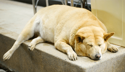 sleeping chubby dog