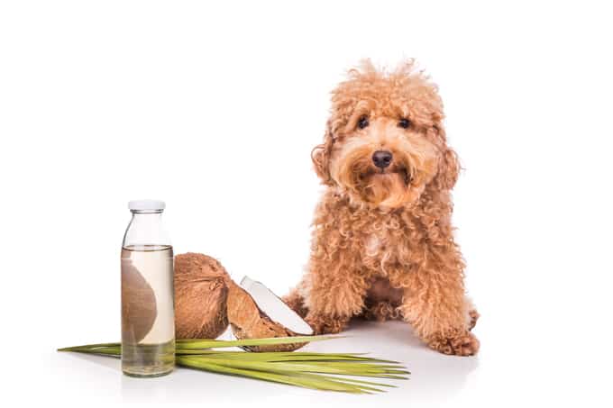 9 Amazing Ways Dogs Can Benefit From Coconut Oil