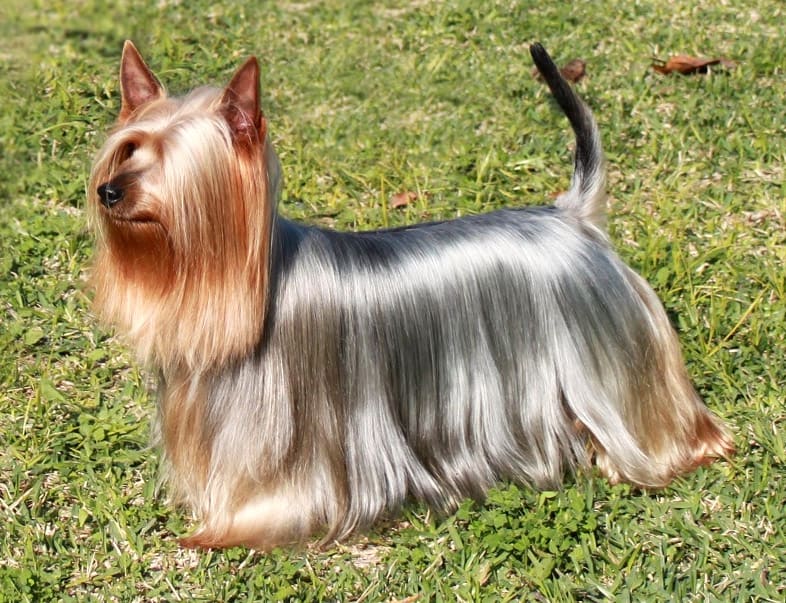 shiny dog's hair