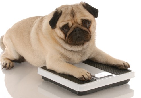 dog in a weighing scale