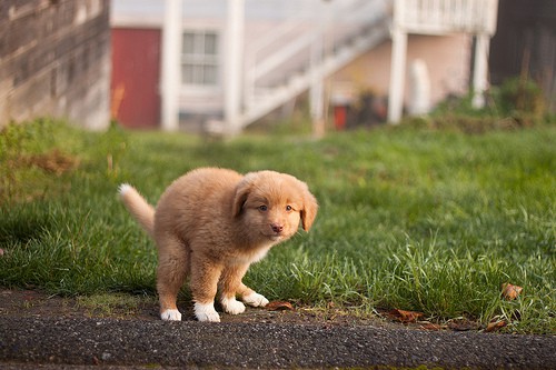 puppy pooping