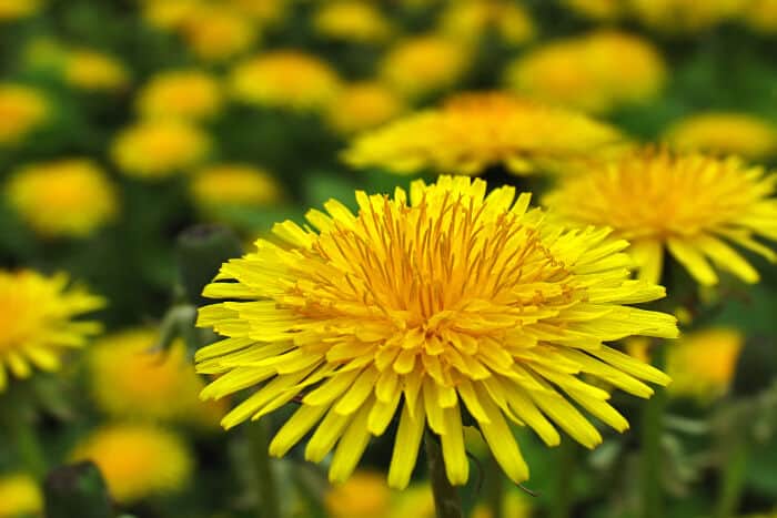 Dandelion