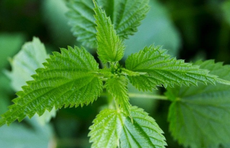 Stinging Nettle