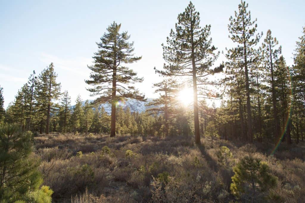 beautiful view of trees