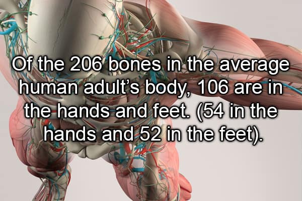 human body