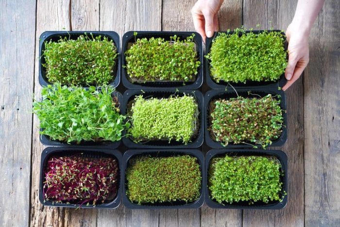 Microgreens