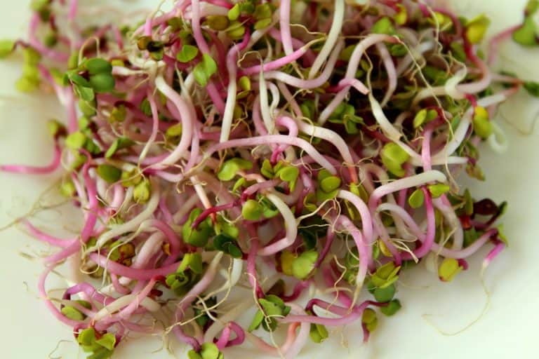 Sprouts And Microgreens: What Are The Health Benefits And The Difference Between The Two