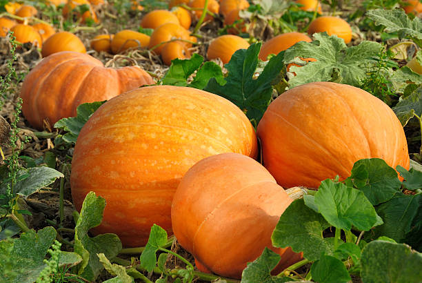 Pumpkin for Diabetes: A Delicious Way to Manage Blood Sugar