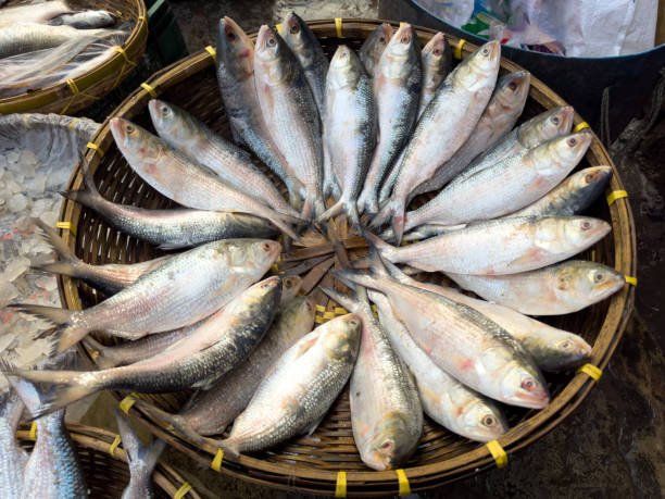 The iconic Hilsha fish, Bangladesh's national fish, displayed for sale at a bustling local market. Captures the vibrant culture and culinary traditions of Bangladesh.