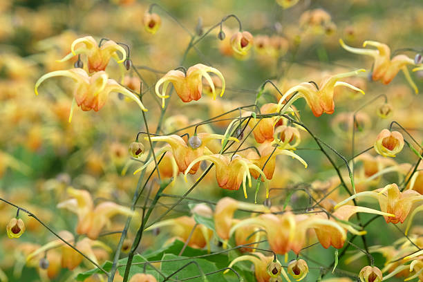 Yellow Epimedium also known as barrenwort, bishop's hat, fairy wings, horny goat weed, in flower.